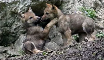 Lorsque les louveteaux jouent, ils :