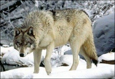 Quel est le nom scientifique du loup ?