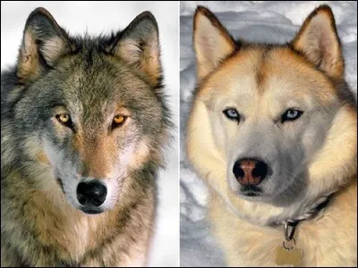 Que signifie l'expression "entre chiens et loups" ?