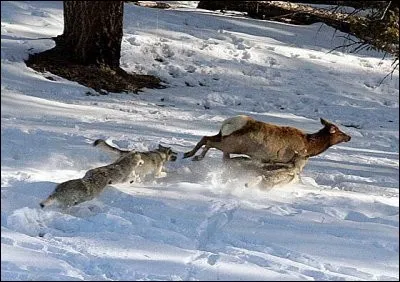 Combien de fois, sur 10, les loups échouent-ils à la chasse ?