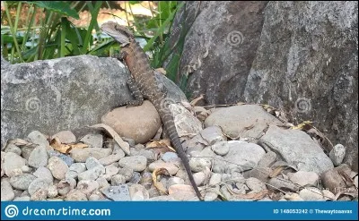 Comment s'appelle ce petit lézard que l'on croise souvent en Martinique ?