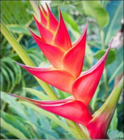 Quelle est cette fleur courante en Martinique ?