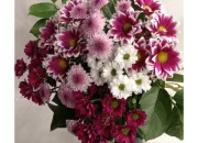 Quiz Des chrysanthmes partout !