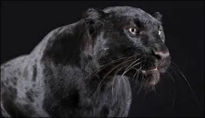 "Noir c'est noir" : Est-ce une chanson de Johnny Hallyday ?