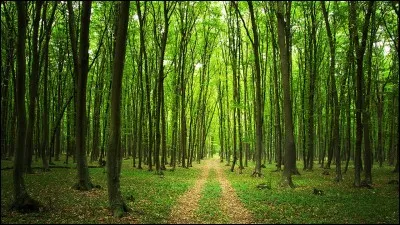 Est-ce que tu sais grimper aux arbres ?