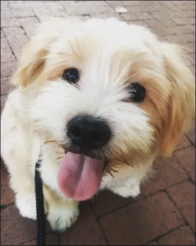 Aimes-tu les animaux ?