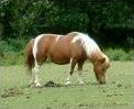 Quiz Galop 1
