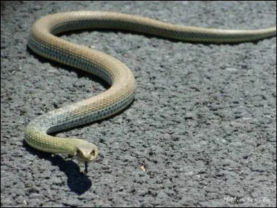 Est-ce que ça t'embêterait de devoir ramper ?