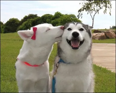 Aimerais-tu avoir un compagnon/une compagne ?