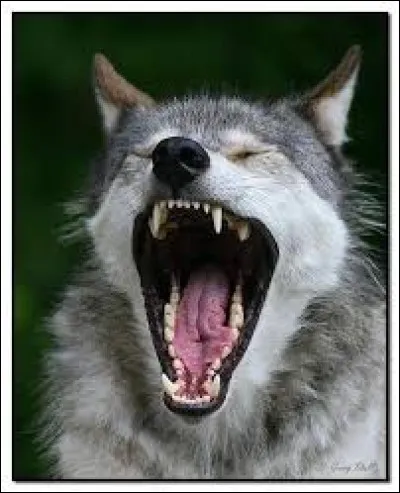 Alors, voudrais-tu avoir des dents (bouche) ?