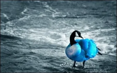 Qui a écrit "Le Jeu de l'amour et du hasard" ?