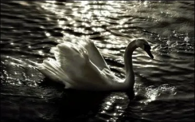 Qui a écrit "La Jument verte" ?