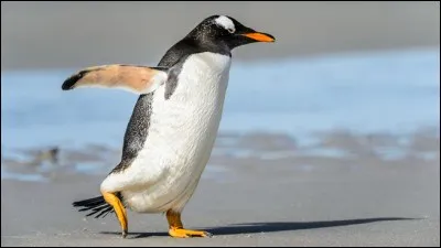 Dans quelle condition le commerce de pangolins est-il souvent exécuté ?