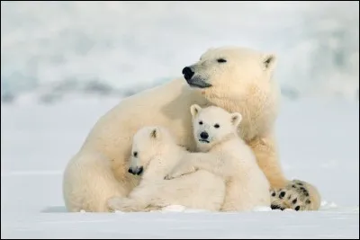 Par quoi sont principalement menacés les ours polaires ?