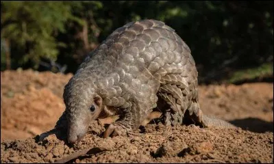 Avec quelle autre espèce les pangolins sont-ils souvent confondus ?