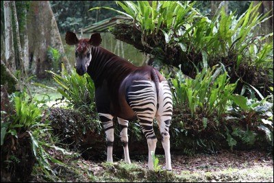 On ne trouve ce mammifère ruminant qu'au Congo. Devenu célèbre dans le monde occidental avec la colonisation, il est sur la liste rouge des espèces menacées. Il en reste cependant entre 10 et 20 000 en Afrique.