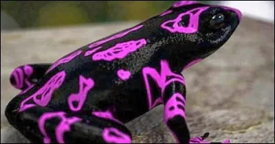 Peu observée et peu photographiée, cette espèce de grenouille se trouve à Quepos, Costa Rica. Sa peau contient une puissante neurotoxine. Il n'en resterait qu'une poignée très localisée.