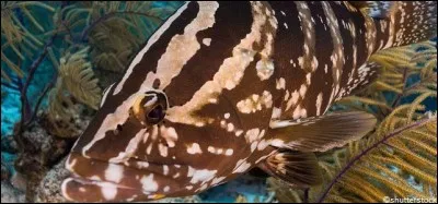La situation est dramatique pour ce poisson de récif vivant dans les eaux tropicales des Caraïbes et qui a été pêché en abondance au cours des dernières décennies, souvent en pleine saison de reproduction de l'espèce, qui est désormais classée "en danger critique" d'extinction.