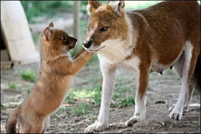 Ce canidé aux allures de loup et de renard roux est une espèce "en danger", d'après l'Union Internationale pour la Conservation de la Nature (UICN). Partout sur son aire de répartition, il voit en effet sa population sauvage décliner.