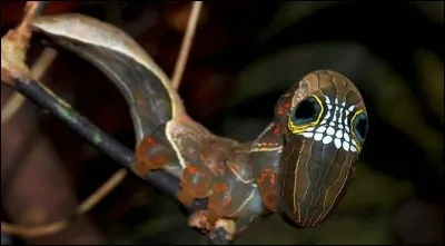 Espèce observée pour la première fois en 2011, il n'existe aujourd'hui qu'une poignée de photographies à son sujet. A nouveau, peu de chance de voir survivre cette espèce de chenille à la déforestation massive de son habitat Australien.