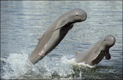 Ce dauphin d'Asie du Sud-Est a été identifié par Owen en 1866 et fut longtemps admis seule espèce dans son genre. Situation particulièrement critique, il n'en resterait moins de 100 aux dernières nouvelles. En cause : certaines techniques de pêche.