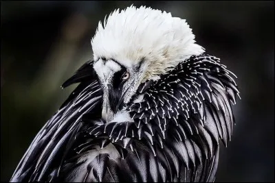 Espèce de vautour présente en Asie centrale, en Afrique, au Moyen-Orient et dans une moindre mesure, en Europe. Ils furent pratiquement éradiqués durant le siècle dernier car ils inspiraient la peur. On en compte moins de 10 000 dans le monde.