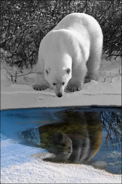 Est-ce encore lui qui est l'auteur du livre "Le Chant du Grand Nord" ?