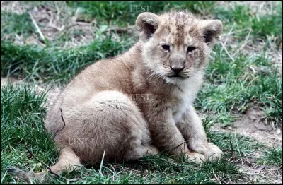 À la naissance, les lionceaux ont le pelage...