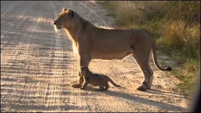 Combien de kg pèse une lionne ?