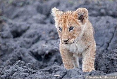 Vers quel âge les lions sont-ils capables de chasser seul ?