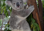 Quiz Connais-tu le koala ?