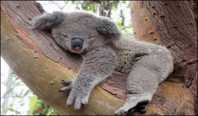 Combien de temps, en moyenne, dort un koala ?