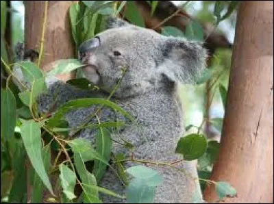 Quelle quantité de feuilles le koala consomme-t-il par jour ?