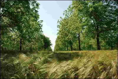 Quel est le programme DEPHY Expé testant des systèmes innovants de grande culture uniquement avec agroforesterie ? [Choisissez une réponse]