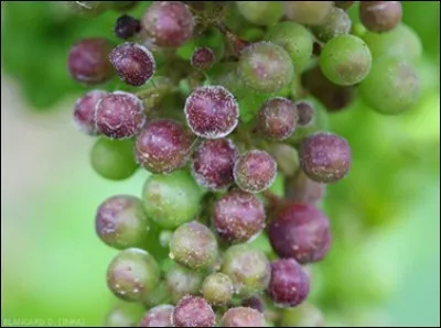 Le mildiou de la vigne est... [2 réponses attendues]