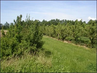 Quels sont les leviers non chimiques principaux pour lutter contre le carpocapse ? [4 réponses attendues]