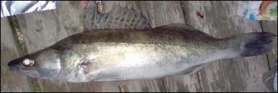 Quelle est cette ville du Pas-de-Calais qui est traversée par la Rivièrette et la rivière du Moulin ?