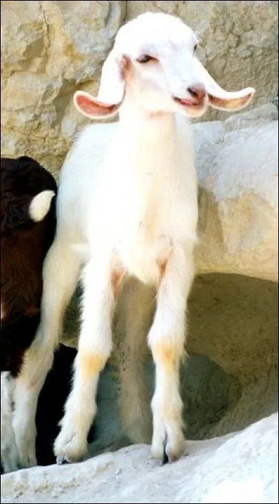 Le nom de cette commune est porté par trois villages français, un dans le 16, un dans le 33 et l'autre dans le 47, c'est...