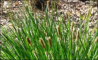 À 5 km de Castagnède, en Haute-Garonne, on trouve la commune de...
