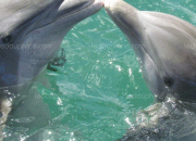 Quiz Quiz sur les dauphins