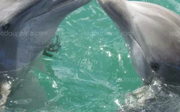 Quiz Dauphins