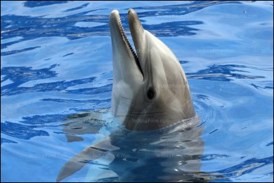 Jusqu'à quel âge peut vivre le dauphin ?