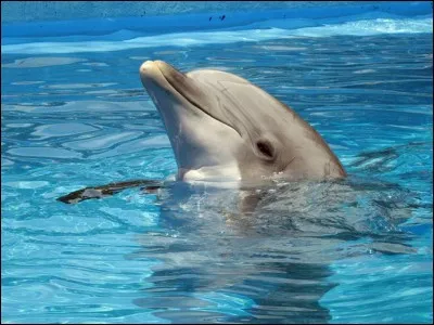 Quelle vitesse le dauphin peut-il atteindre ?