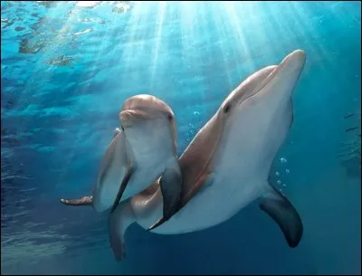 Comment se nomme le bébé dauphin ?