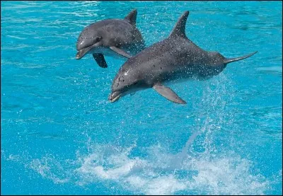 Quelle est la longueur du dauphin ?