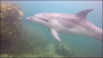 Un dauphin pèse...