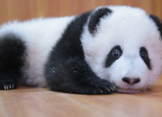 Quiz Les pandas