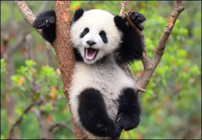 Quelle est la taille d'un panda ?