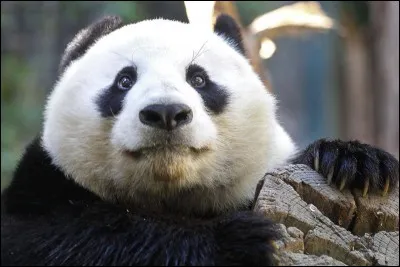 Le panda hiberne-t-il ?