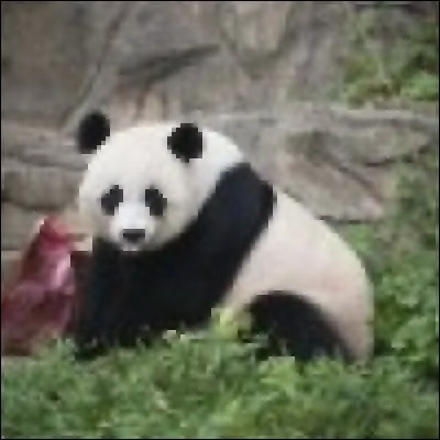 Les pandas savent-ils nager ?